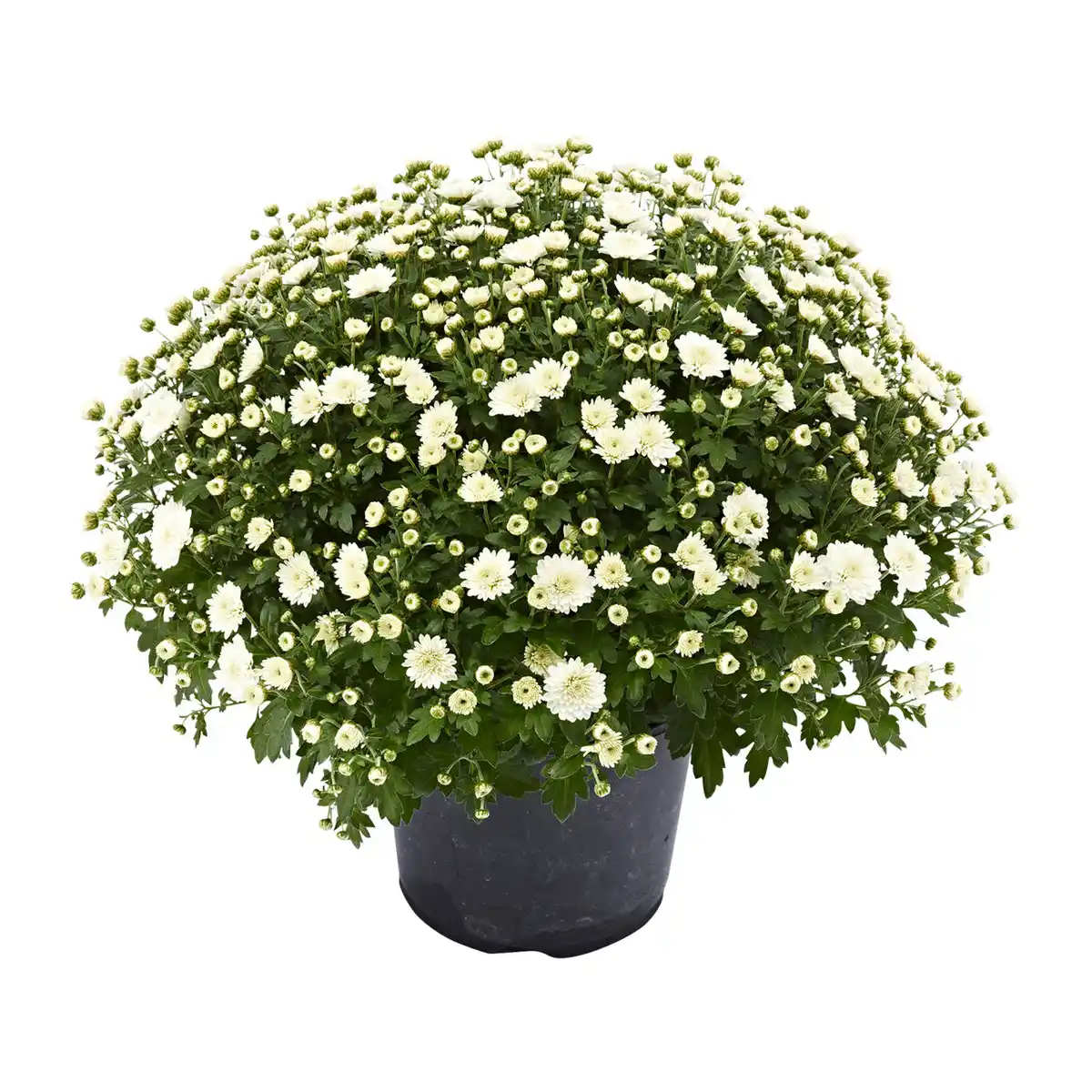 Bild 3 von GARDENLINE Chrysanthemen-Busch