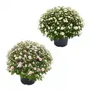 Bild 1 von GARDENLINE Chrysanthemen-Busch