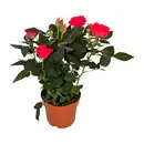 Bild 3 von GARDENLINE Topfrose