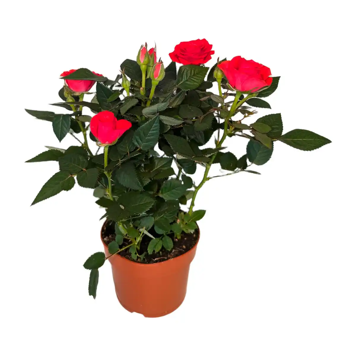Bild 3 von GARDENLINE Topfrose