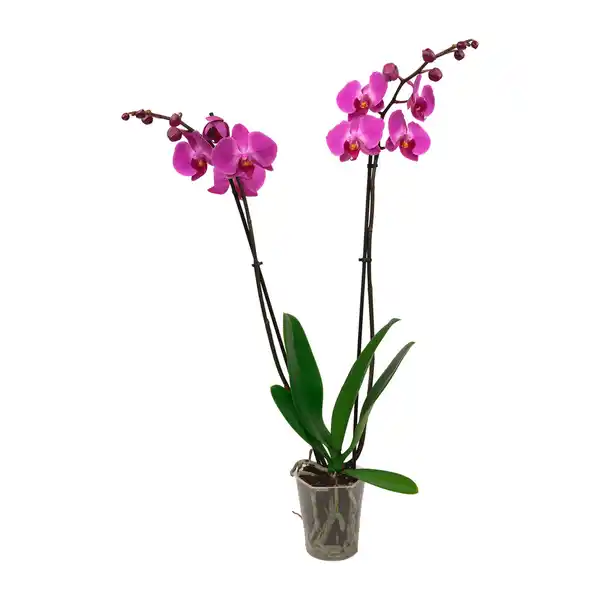 Bild 2 von GARDENLINE Phalaenopsis