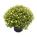 Bild 2 von GARDENLINE Chrysanthemen-Busch
