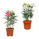 Bild 1 von GARDENLINE Orientalische Lilie