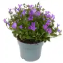 Bild 1 von Glockenblume
