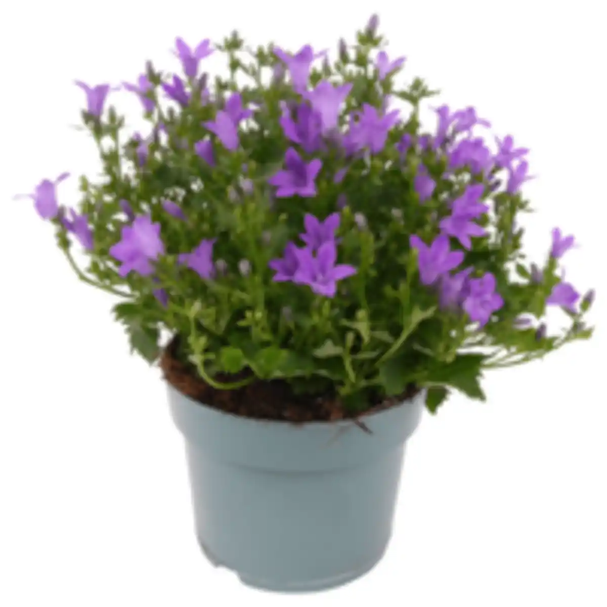 Bild 1 von Glockenblume
