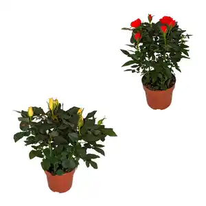 GARDENLINE Topfrose