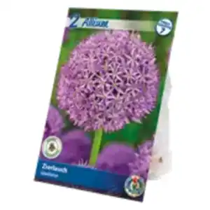 Allium Blumenzwiebeln