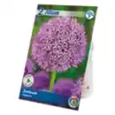 Bild 1 von Allium Blumenzwiebeln