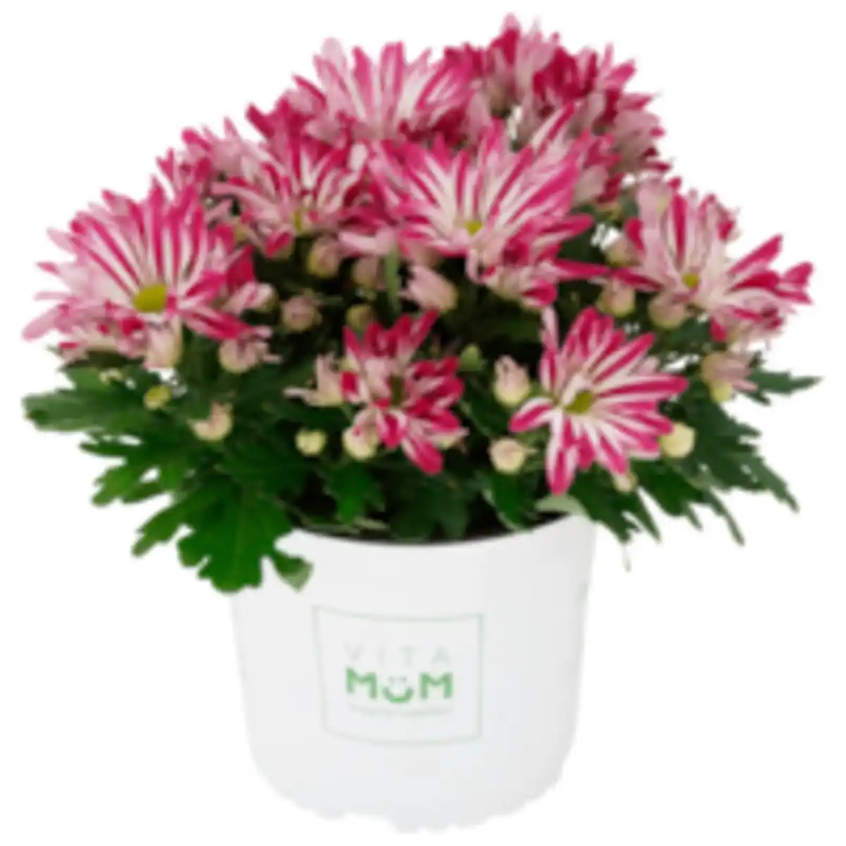 Bild 1 von Chrysantheme »Let's twist again«