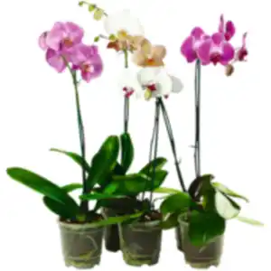 Schmetterlings­orchidee