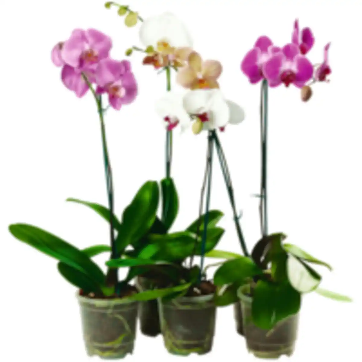 Bild 1 von Schmetterlings­orchidee
