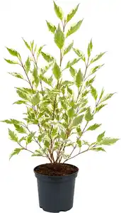 Farbenfrohe Sommersträucher verschiedene Sorten, 40 - 60 cm hoch, 3,2 L Container