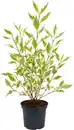 Bild 1 von Farbenfrohe Sommersträucher verschiedene Sorten, 40 - 60 cm hoch, 3,2 L Container