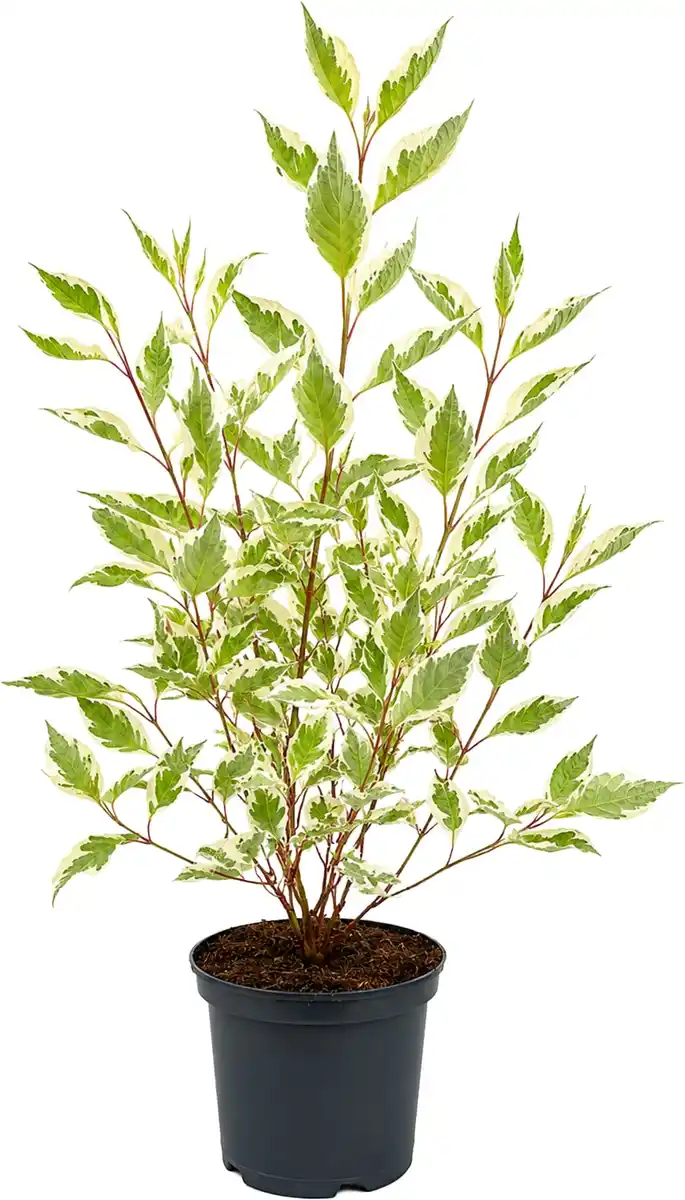 Bild 1 von Farbenfrohe Sommersträucher verschiedene Sorten, 40 - 60 cm hoch, 3,2 L Container