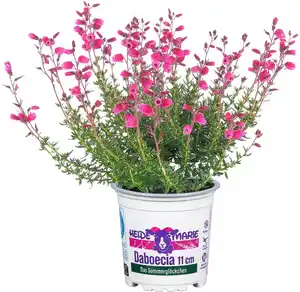 Daboecia cantabrica Irische Heide 11 cm Topf