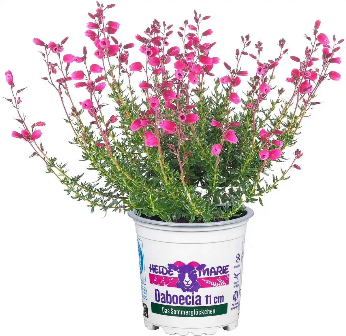 Bild 1 von Daboecia cantabrica Irische Heide 11 cm Topf