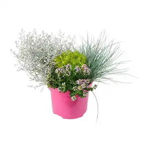 GARDENLINE Herbstpflanzen-Trio