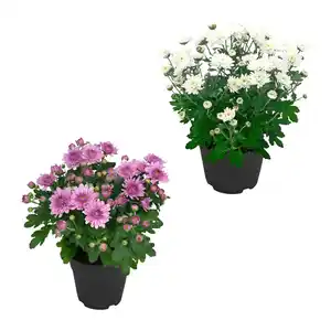 GARDENLINE Chrysantheme