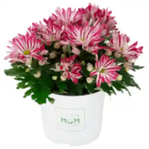 Chrysantheme »Let's twist again«