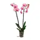 Bild 3 von GARDENLINE Phalaenopsis