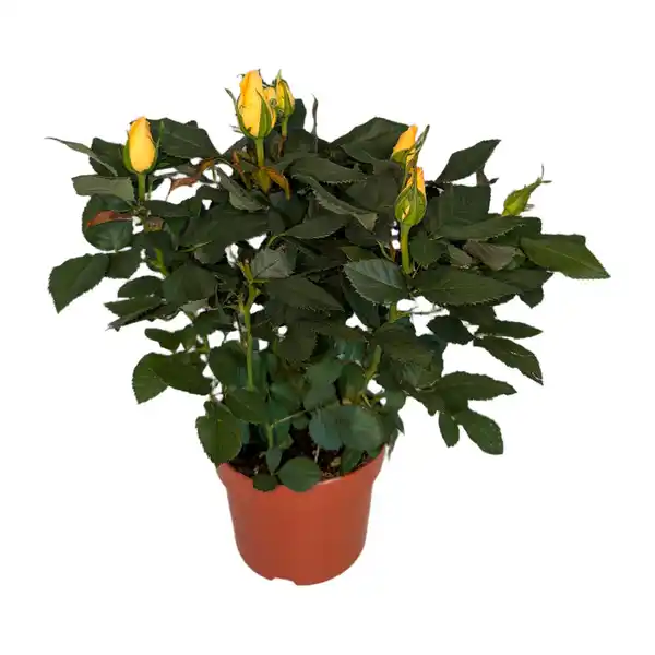 Bild 2 von GARDENLINE Topfrose