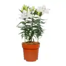 Bild 3 von GARDENLINE Orientalische Lilie