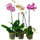 Bild 1 von Schmetterlings­orchidee