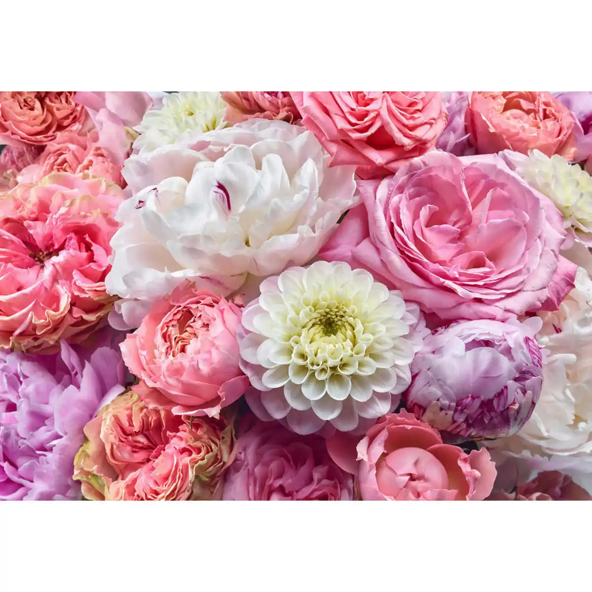 Bild 1 von Xora Fototapete, Mehrfarbig, Floral, 368x254 cm, Fsc, Tapeten & Wandverkleidungen, Fototapeten