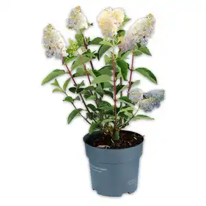 Rispen Hortensie