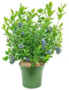 Bio Obstpflanze XL