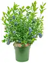 Bild 1 von Bio Obstpflanze XL