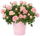 Bild 1 von Rose