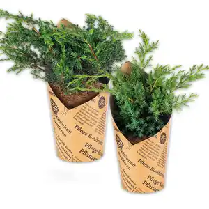 Zwerg-/ Kriechwacholder "Juniperus"