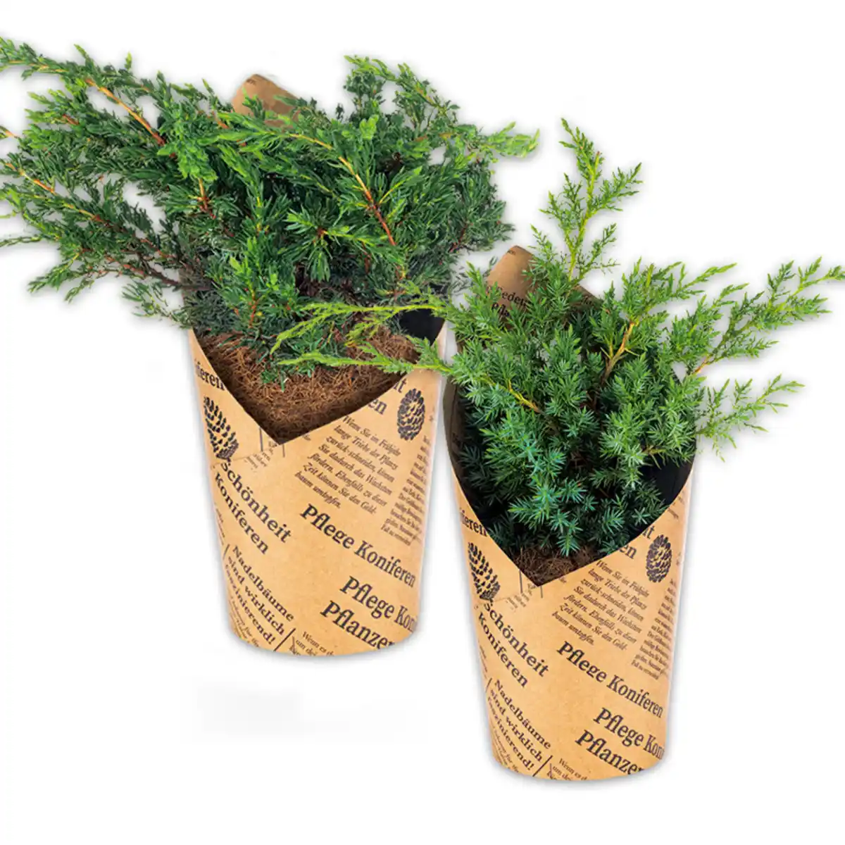 Bild 1 von Zwerg-/ Kriechwacholder "Juniperus"