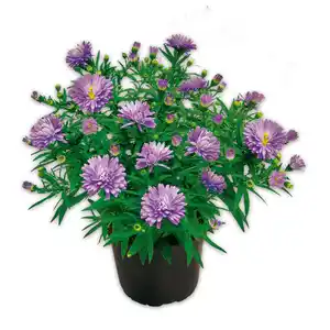 Herbstastern Busch XL "Aster dumosus"
