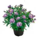 Bild 1 von Herbstastern Busch XL "Aster dumosus"