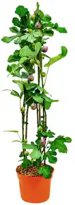 Bio Obstpflanze XL