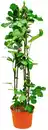 Bild 1 von Bio Obstpflanze XL