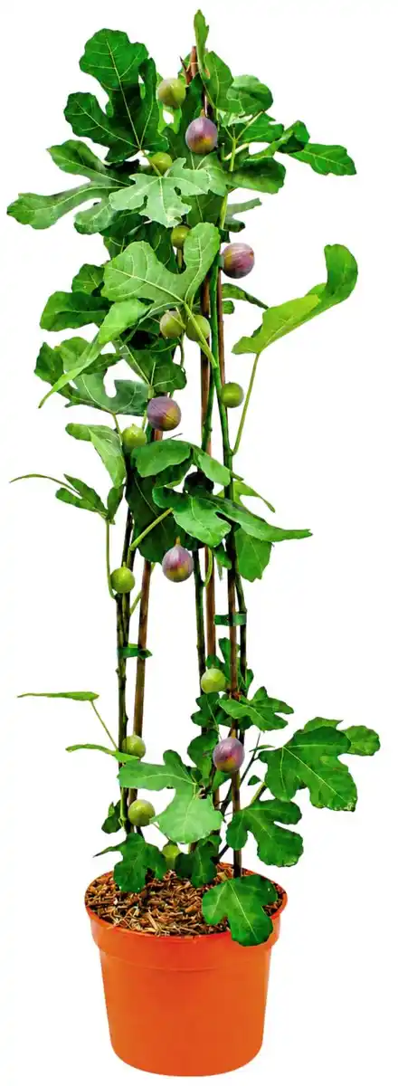 Bild 1 von Bio Obstpflanze XL