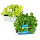 Bild 1 von Herbsternte Salatpflanzen / Feldsalat