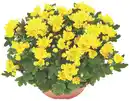 Bild 1 von Gartenpflanzen