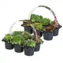Bild 1 von Sempervivum