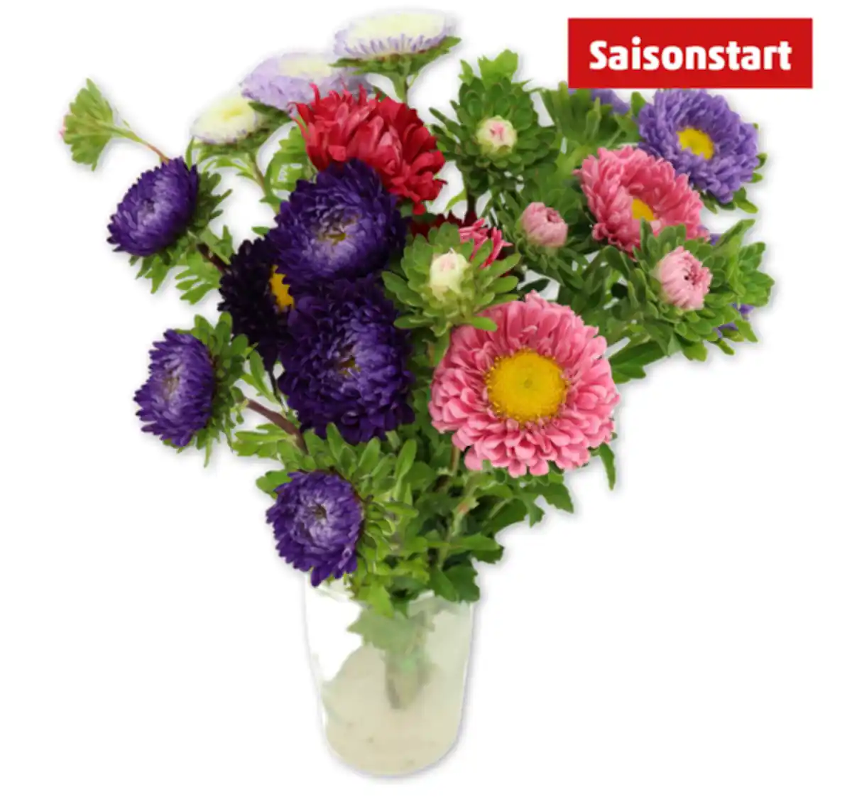 Bild 1 von Sommeraster*