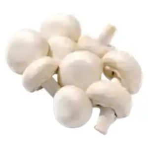 Kulturchampignons weiß