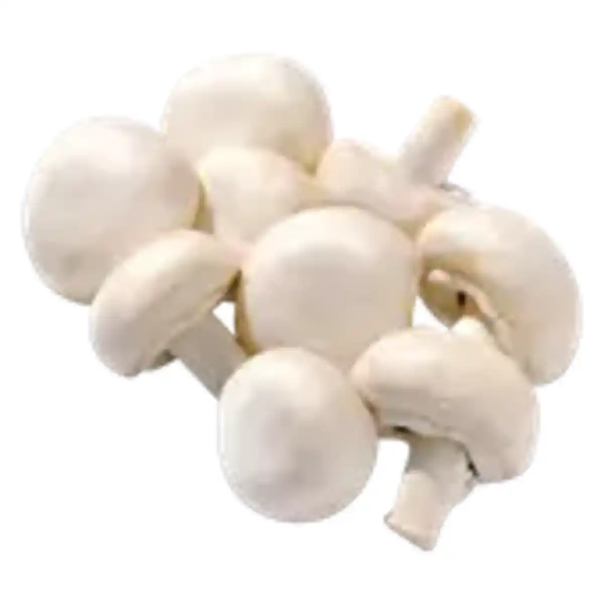 Bild 1 von Kulturchampignons weiß