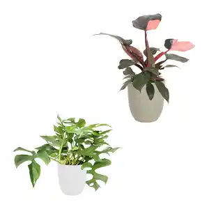 GARDENLINE Exotische Pflanze