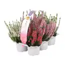 Bild 2 von GARDENLINE Calluna vulgaris