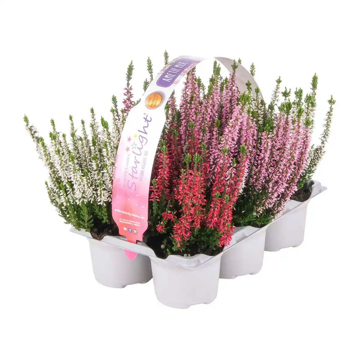 Bild 2 von GARDENLINE Calluna vulgaris