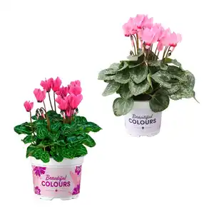 GARDENLINE Alpenveilchen