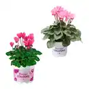 Bild 1 von GARDENLINE Alpenveilchen